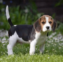 Beagle Puppies For Sale Near Me Craigslist