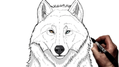 Anime:7chboxz5zao= Wolf Drawing