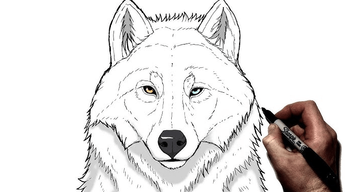 Anime:7chboxz5zao= Wolf Drawing