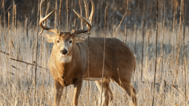 Deer:-Wfn-42bmuk= Bucks