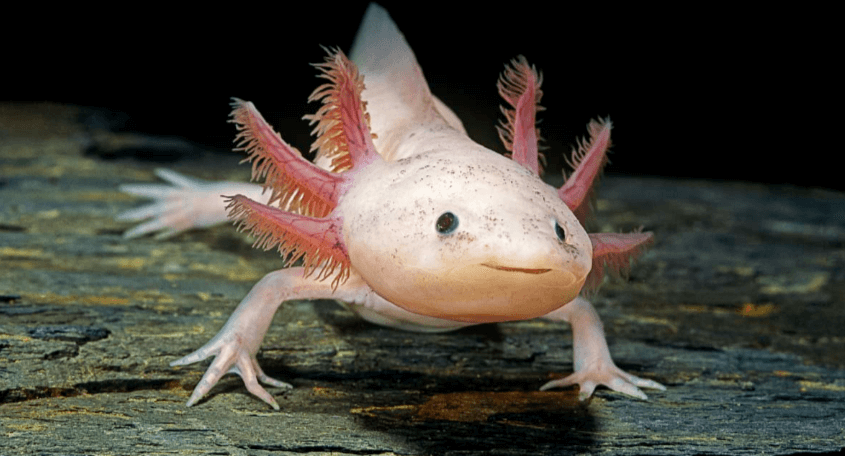 Cute:9hvtaqpxk5e= Axolotl