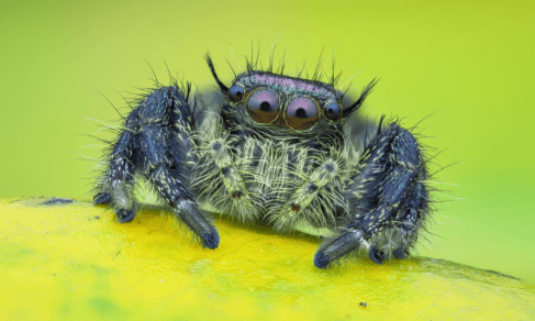 Cute:2hdertbz4ik= Spider