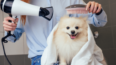 Pet Grooming Services