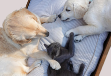 Is Microchipping Mandatory for Cats and Dogs in Geelong?