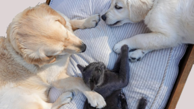 Is Microchipping Mandatory for Cats and Dogs in Geelong?