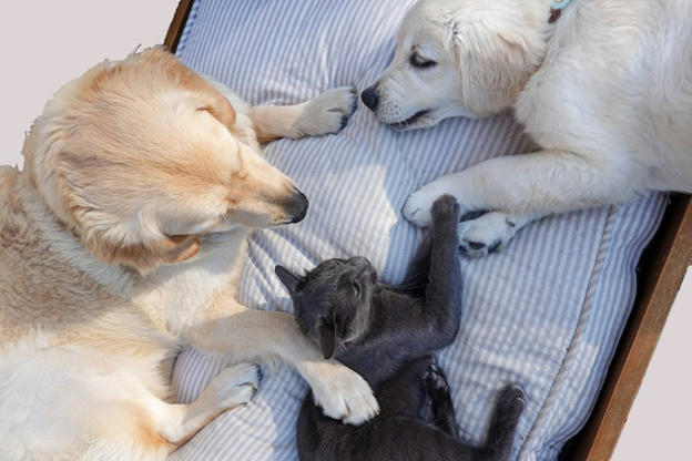 Is Microchipping Mandatory for Cats and Dogs in Geelong?