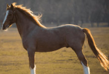 What to Look for in a High-Quality Equine Collagen Supplement