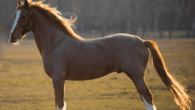 What to Look for in a High-Quality Equine Collagen Supplement