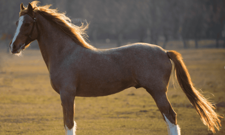 What to Look for in a High-Quality Equine Collagen Supplement
