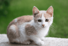 Early Signs of Joint Problems in Cats and How Supplements Can Help