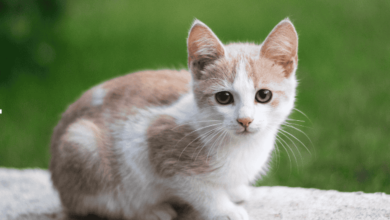 Early Signs of Joint Problems in Cats and How Supplements Can Help