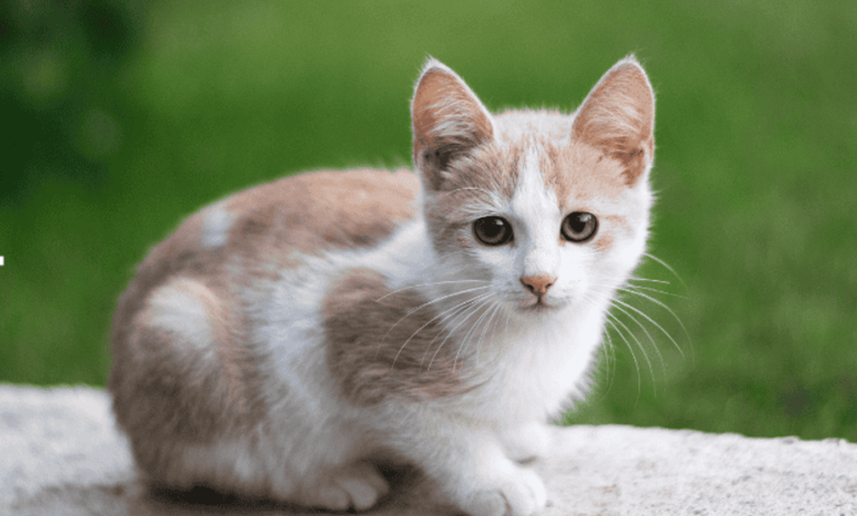 Early Signs of Joint Problems in Cats and How Supplements Can Help