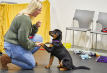 What Do Puppies Learn in Professional Training Classes?