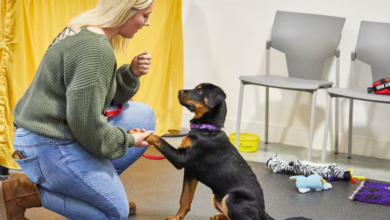 What Do Puppies Learn in Professional Training Classes?