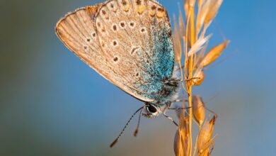 transmartproject amanda furness email