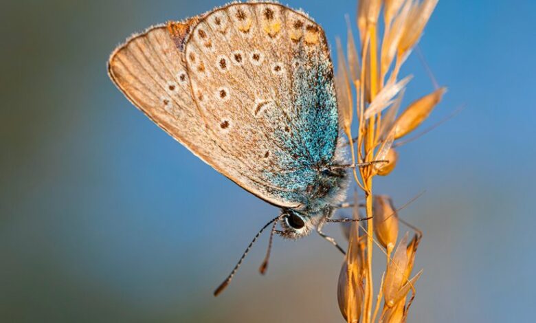 transmartproject amanda furness email